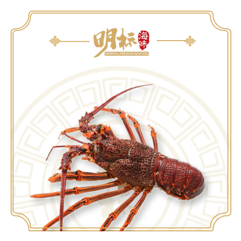 Premium Seafood Live Fresh South Australia lobster (活南澳龙虾)