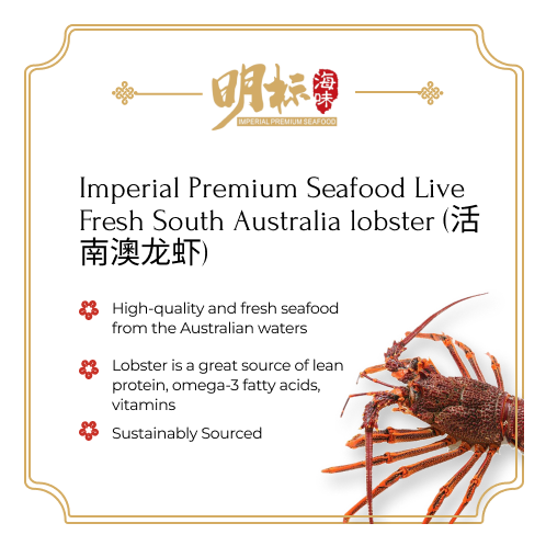 Premium Seafood Live Fresh South Australia lobster (活南澳龙虾)
