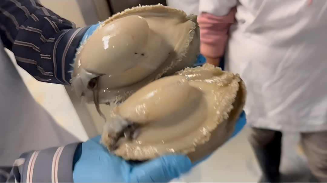 Discover the Unique Taste and Quality of Mexican Wild Abalone with Cedmex