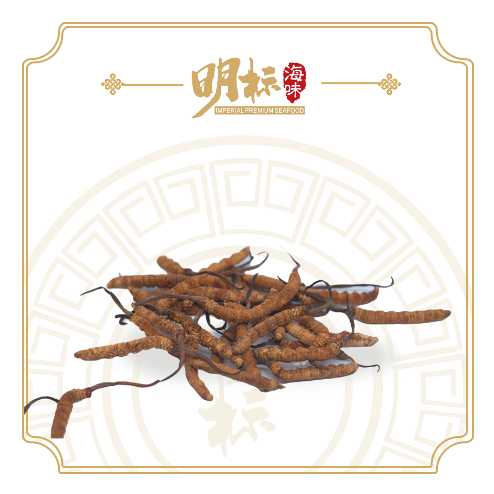 Premium Cordyceps Tibet